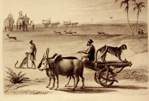 Les guépards chasseurs
