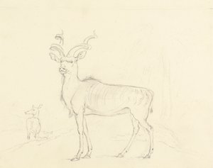 Le Koodoo - William Daniell