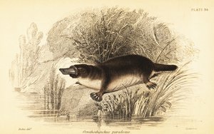 Ornithorynque, Ornithorhynchus anatinus
