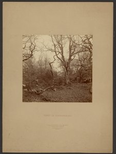 Forét de Fontainebleau