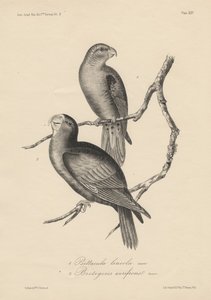 1. Psittacula lineola et 2. Brotogeris aurifrons, lithographie par J.T. Bowen, 1850 - William E. Hitchcock