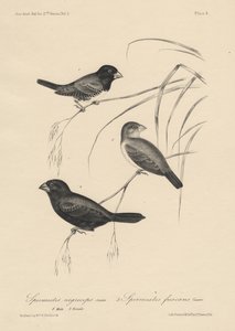 Spermestes Nigriceps (mâle et femelle) et Spermestes Fuscans, litho par J.T. Bowen, 1850 - William E. Hitchcock
