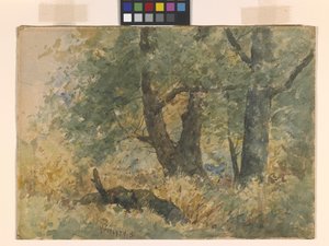 Paysage forestier