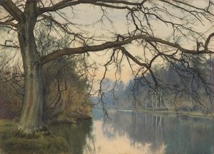 Un grand arbre sur une rive