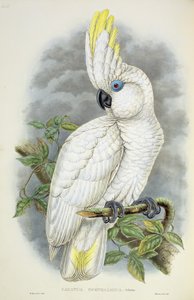 Cacatoès aux yeux bleus - William Hart