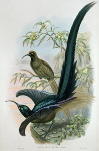Epimachus Meyeri - William Hart