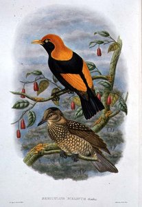 Sericulus Melinus - William Hart