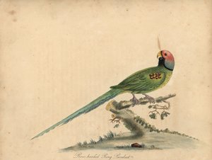 Perruche à tête de prune, Psittacula roseata - William Hayes