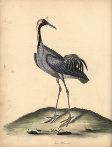 Grue cendrée. Gravure à la main d