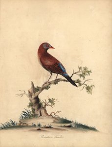 Grenadier commun, Uraeginthus granatinus, originaire d