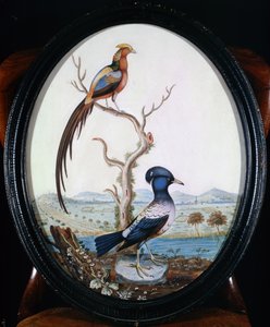 Faisan doré et geai - William Hayes