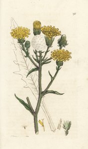 Langue de boeuf, Picris hieracioides. Gravure à la main en cuivre par James Sowerby de 