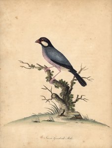 Moineau de Java, Lonchura oryzivora. Vulnérable. (Gros-bec de Java, Loxea oryxivora) Gravure à la main en couleur d