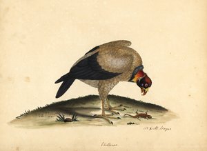 Vautour pape, Sarcoramphus papa