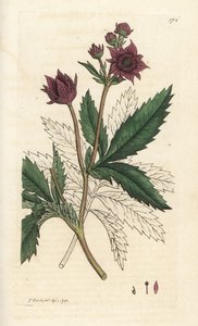 Potentille des marais, Comarum palustre. Gravure à la main en cuivre par James Sowerby de 