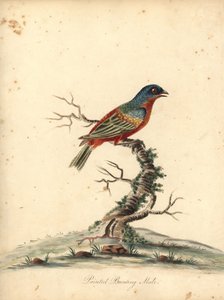 Passerin nonpareil, Passerina ciris, mâle. Gravure à la main en couleur d