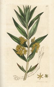 Lysimaque en thyrse, Lysimachia thyrsiflora. Gravure à la main en cuivre par James Sowerby de l