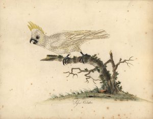 Cacatoès à huppe jaune, Cacatua sulphurea