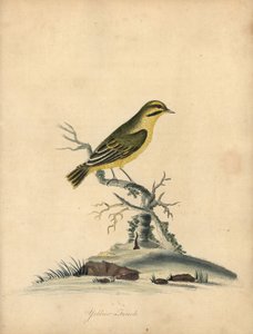 Serin jaune, Fringilla butyracea - William Hayes