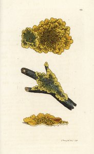 Lichen mural jaune, Lichen parietinus. Gravure à la main en cuivre par James Sowerby de 