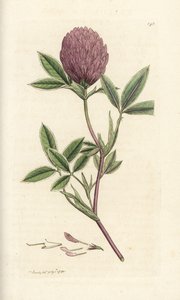 Trèfle zigzag, Trifolium medium - William Hayes