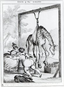 État de la girafe, 1829