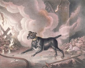 Le chien du pompier de Londres