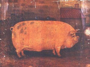 Le cochon primé Jumbo II - William Henderson