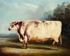 Un taureau primé