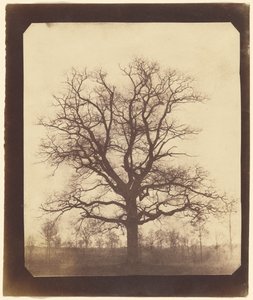 [Un chêne en hiver]
