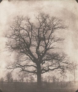 Un chêne en hiver, c.1892-93