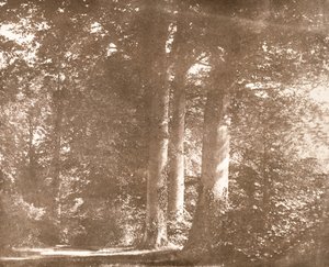 Hêtres, Abbaye de Lacock, c.1844