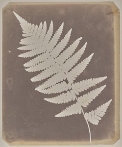 [Fougère] - William Henry Fox Talbot
