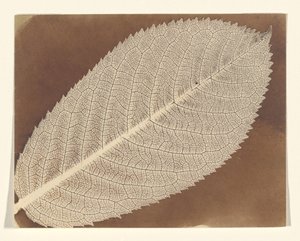 [Feuille] - William Henry Fox Talbot