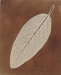 Étude de feuille - William Henry Fox Talbot