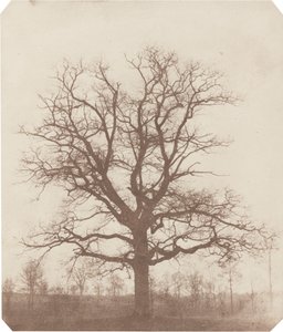 Chêne