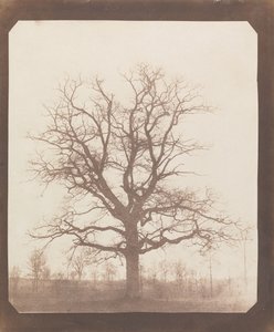 Chêne en hiver - William Henry Fox Talbot