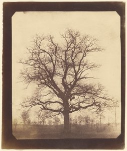 Chêne en hiver