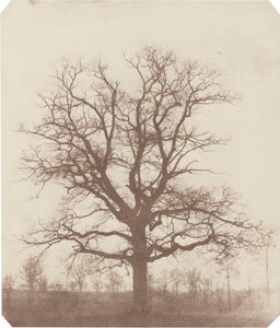 Chêne, milieu des années 1840 (photo) - William Henry Fox Talbot