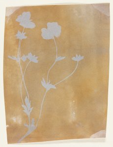 Tige de feuilles et de fleurs - William Henry Fox Talbot