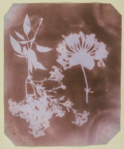Deux spécimens de plantes