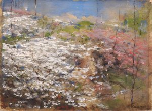 Champ de fleurs