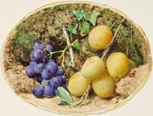 Prunes Golden Drop et raisins noirs, vers 1860