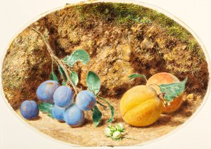 Prunes violettes, abricots et noisettes