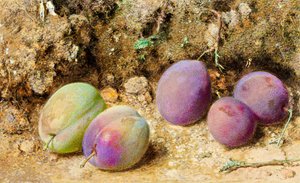 Prunes mûres et non mûres, c.1860