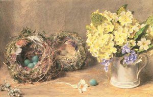 Fleurs de printemps et nids d