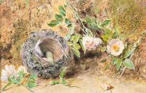 Nature Morte avec Nid de Pinson