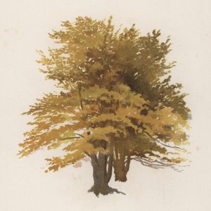 Arbres : Le hêtre - William Henry James (after) Boot
