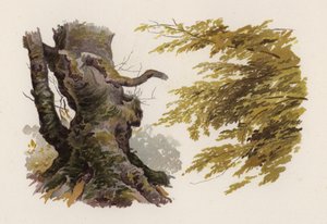 Arbres : Le Hêtre (lithographie en couleur) - William Henry James (after) Boot