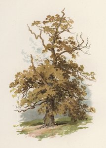 Arbres : Le Chêne